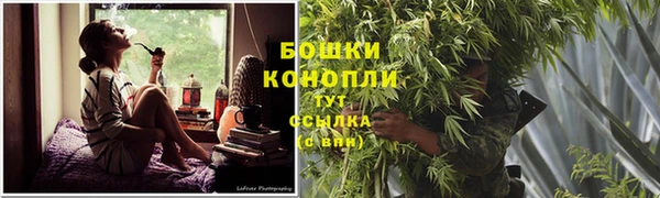 прущие грибы Балабаново